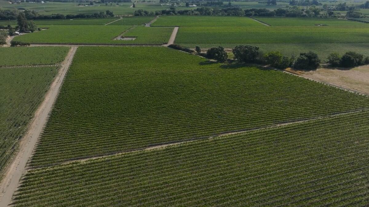Aerial view of expansive vineyard fields with neatly planted rows of grapevines and intersecting dirt roads.