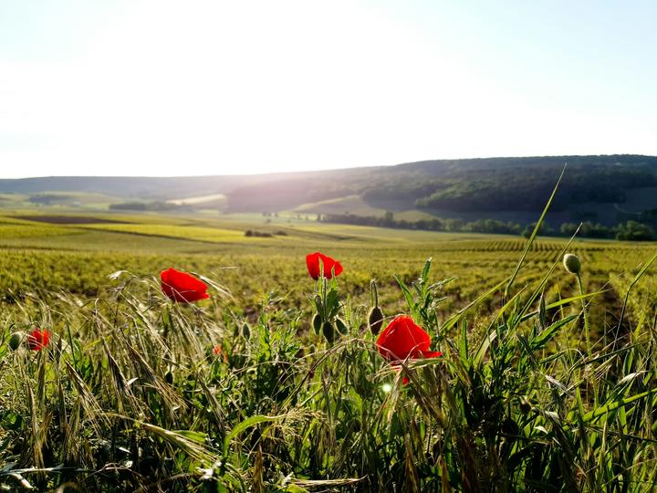 Red flowers in a field in the Champagne region of France