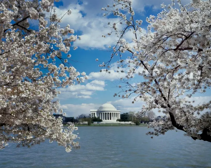 A view of the Jefferson Memorial in Washington D.C. featuring cherry blossoms