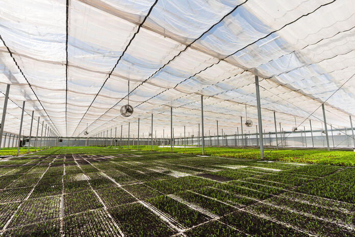 Interior of a greenhouse with rows of young plants growing under a translucent roof.