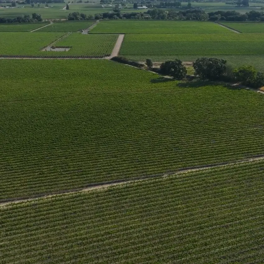 Aerial view of expansive vineyard fields with neatly planted rows of grapevines and intersecting dirt roads.
