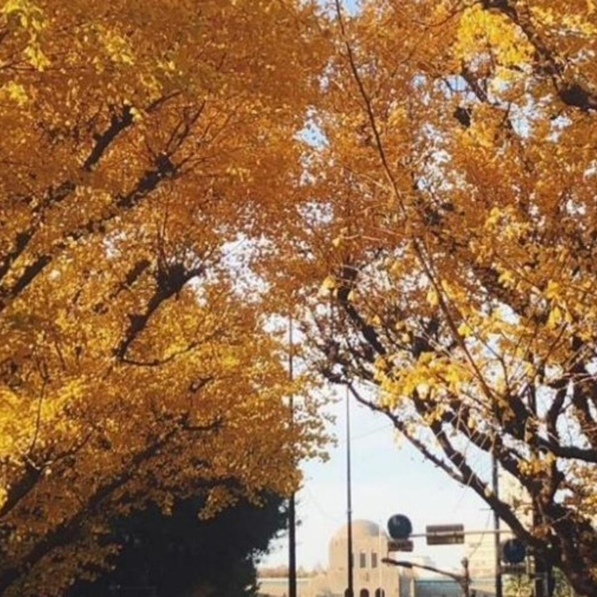 Leaves on the trees in Tokyo turn yellow and red in autumn, and you can enjoy visiting beautiful gardens and parks in the center of the city.