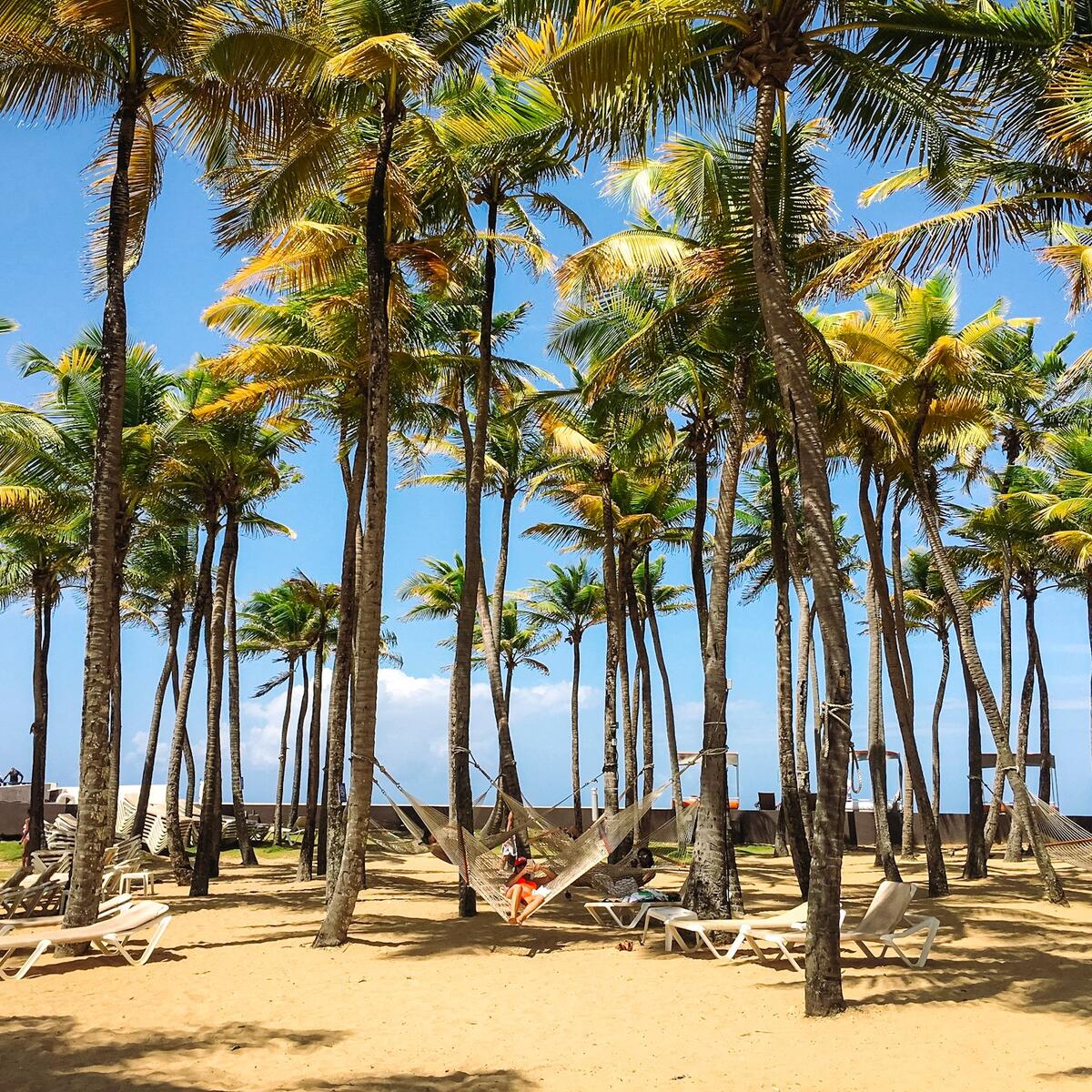 A beach in San Juan with palm trees and hammocks