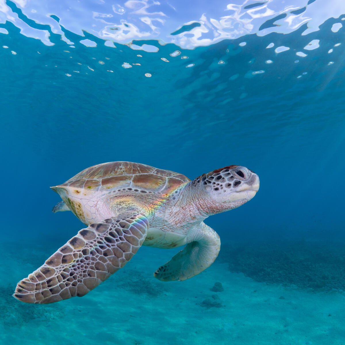 A turtle in the waters of Playa Grandi in Curacao