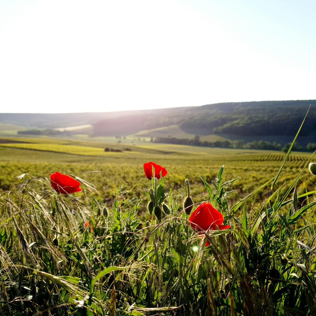 Red flowers in a field in the Champagne region of France