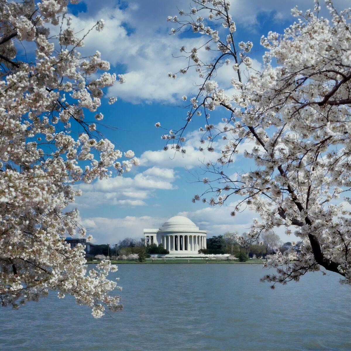 A view of the Jefferson Memorial in Washington D.C. featuring cherry blossoms