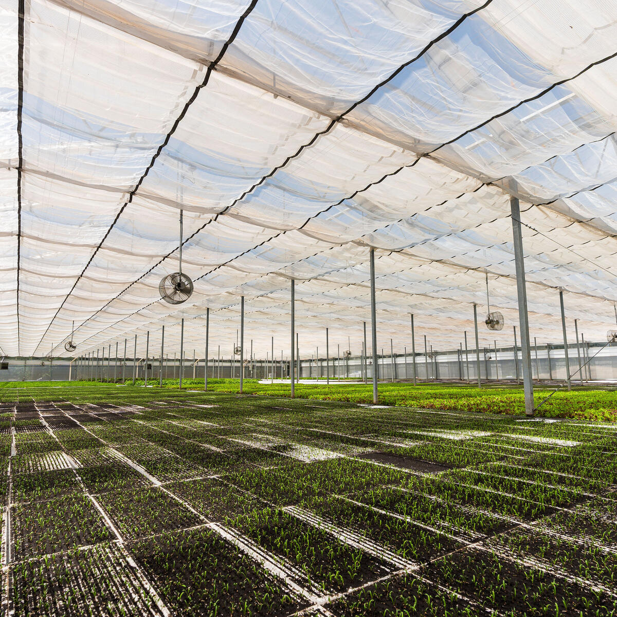 Interior of a greenhouse with rows of young plants growing under a translucent roof.