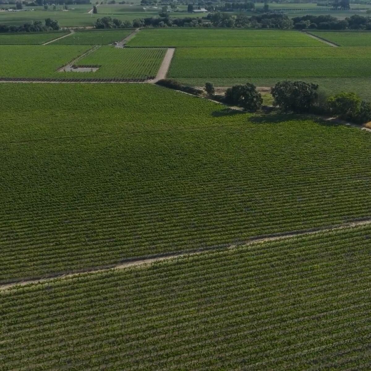 Aerial view of expansive vineyard fields with neatly planted rows of grapevines and intersecting dirt roads.