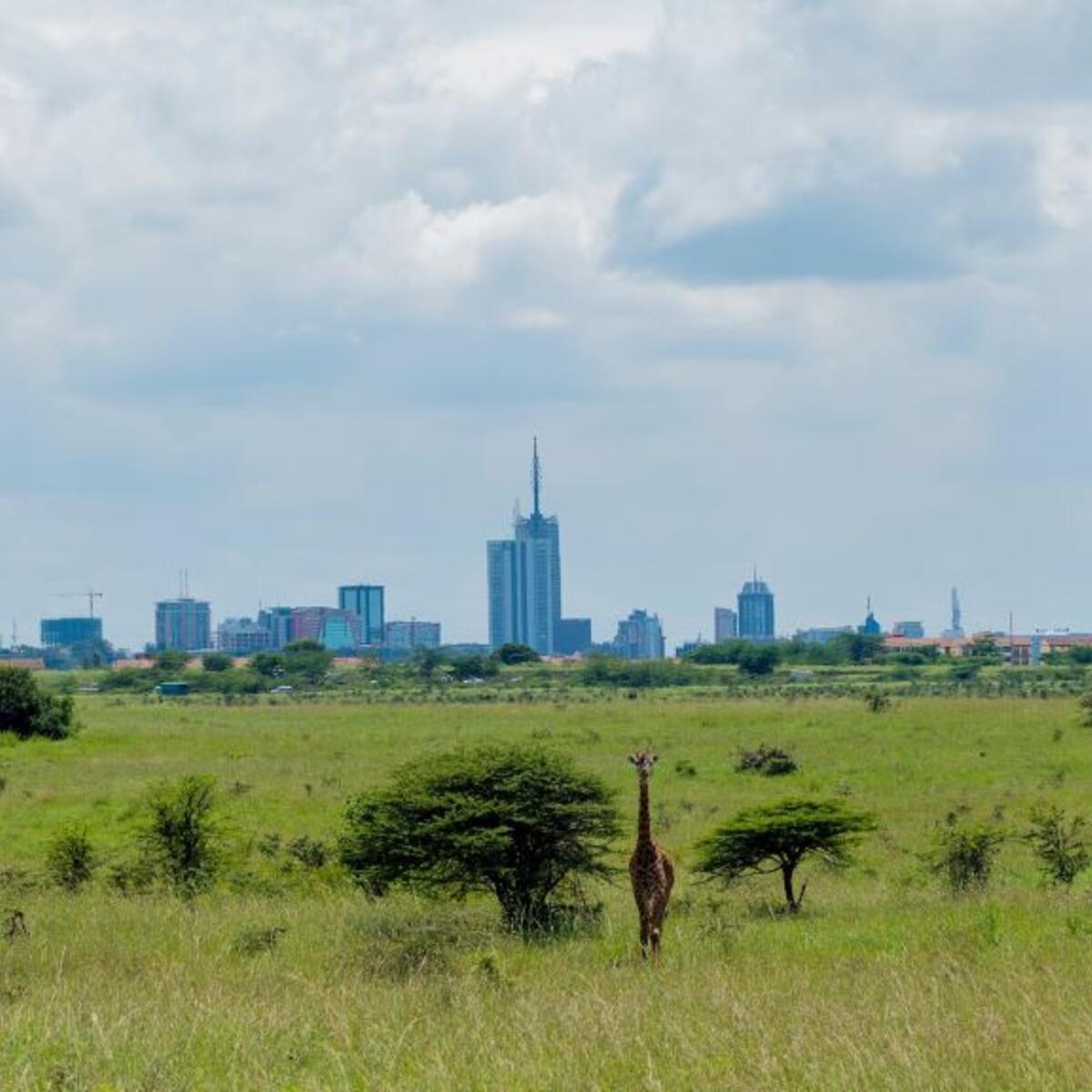 The Nairobi National Park with backdrop of Nairobi's Skyscrapers