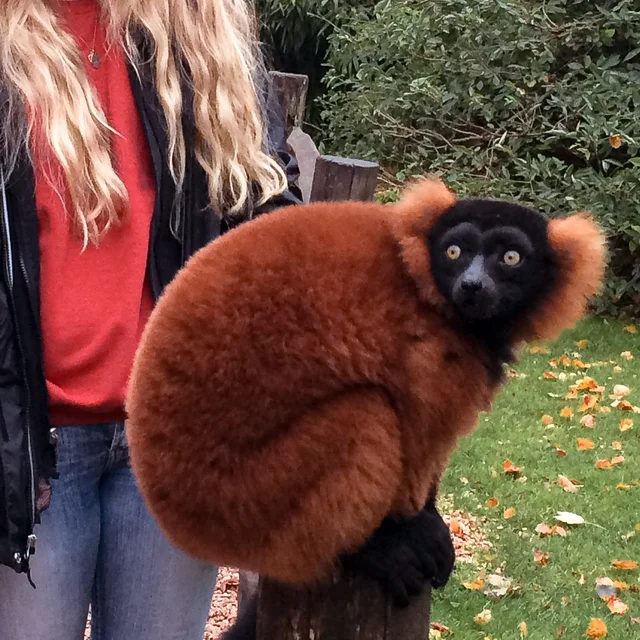 A fluffy red ruffed lemur sits on a wooden post beside a person standing in an outdoor setting.