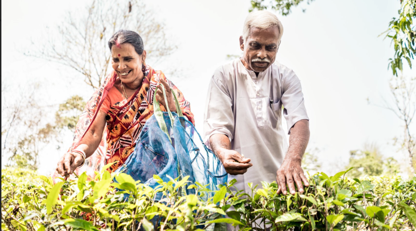 The Suklabaidya family, tea farmers from Assam, India 