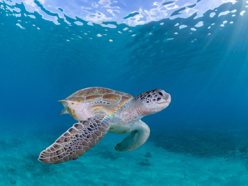 A turtle in the waters of Playa Grandi in Curacao
