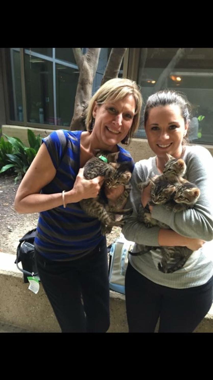 cats.jpg Delta News Hub