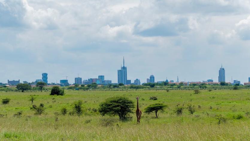 The Nairobi National Park with backdrop of Nairobi's Skyscrapers