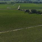 Aerial view of expansive vineyard fields with neatly planted rows of grapevines and intersecting dirt roads.
