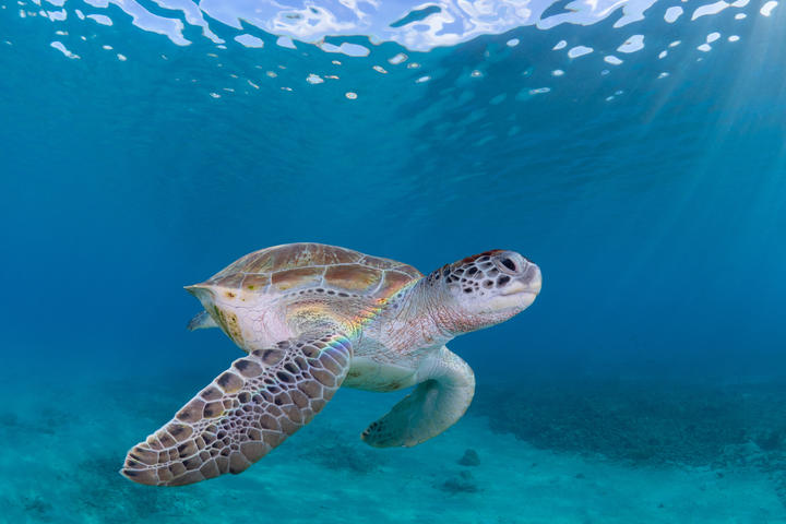 A turtle in the waters of Playa Grandi in Curacao