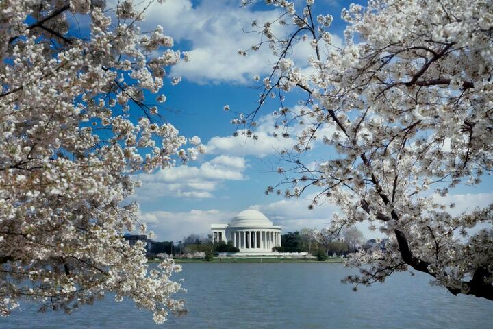 A view of the Jefferson Memorial in Washington D.C. featuring cherry blossoms