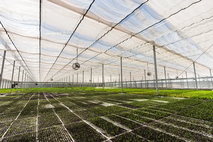 Interior of a greenhouse with rows of young plants growing under a translucent roof.