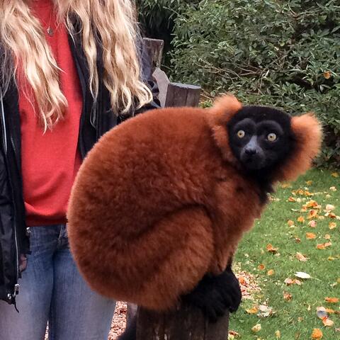 A fluffy red ruffed lemur sits on a wooden post beside a person standing in an outdoor setting.