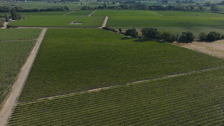 Aerial view of expansive vineyard fields with neatly planted rows of grapevines and intersecting dirt roads.