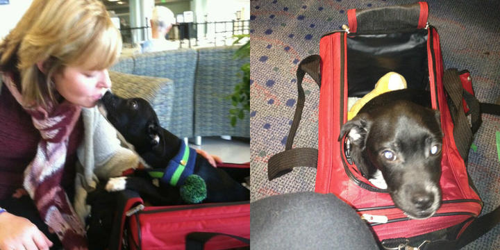 dogs on delta flights