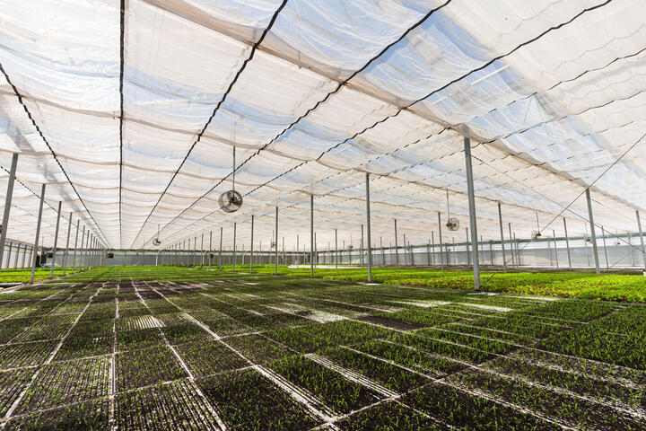 Interior of a greenhouse with rows of young plants growing under a translucent roof.