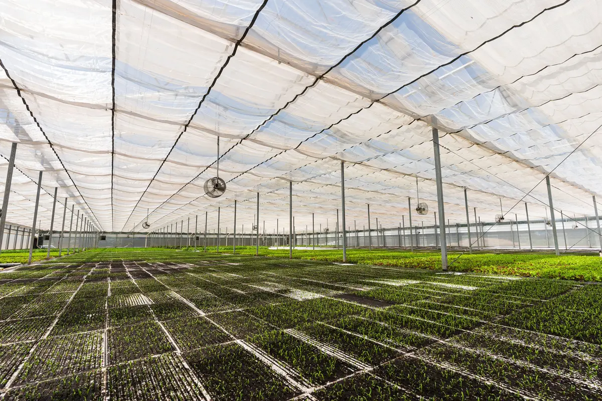 Interior of a greenhouse with rows of young plants growing under a translucent roof.