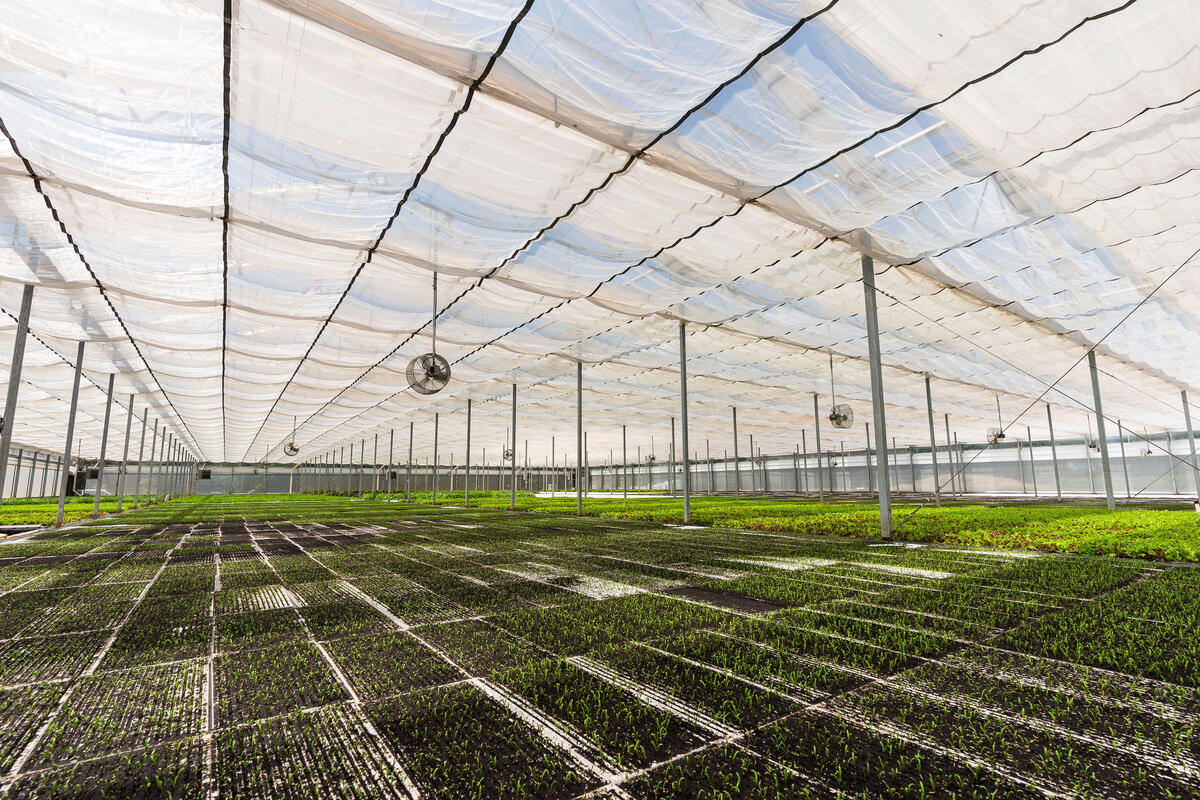 Interior of a greenhouse with rows of young plants growing under a translucent roof.