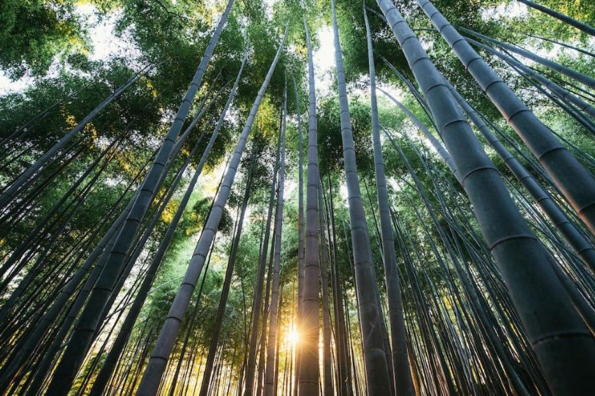 A bamboo forest in Kyoto, Japan.