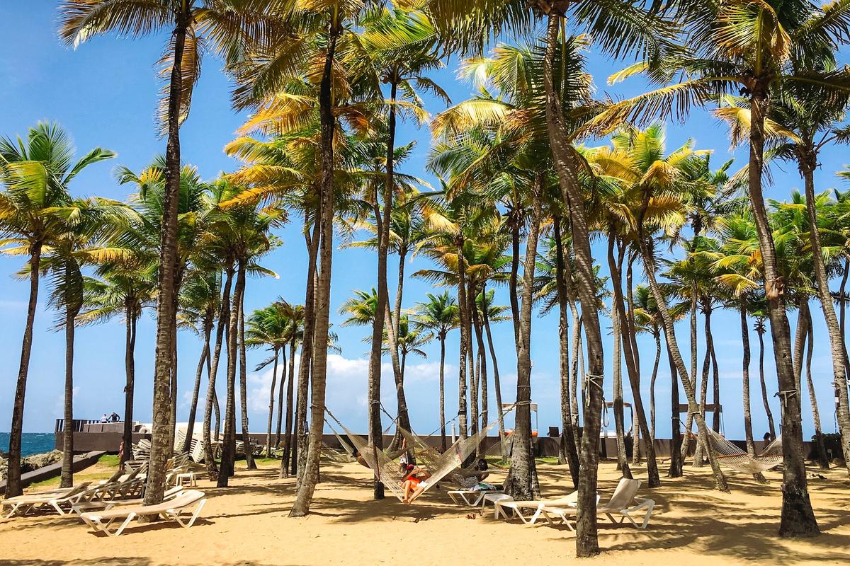 A beach in San Juan with palm trees and hammocks